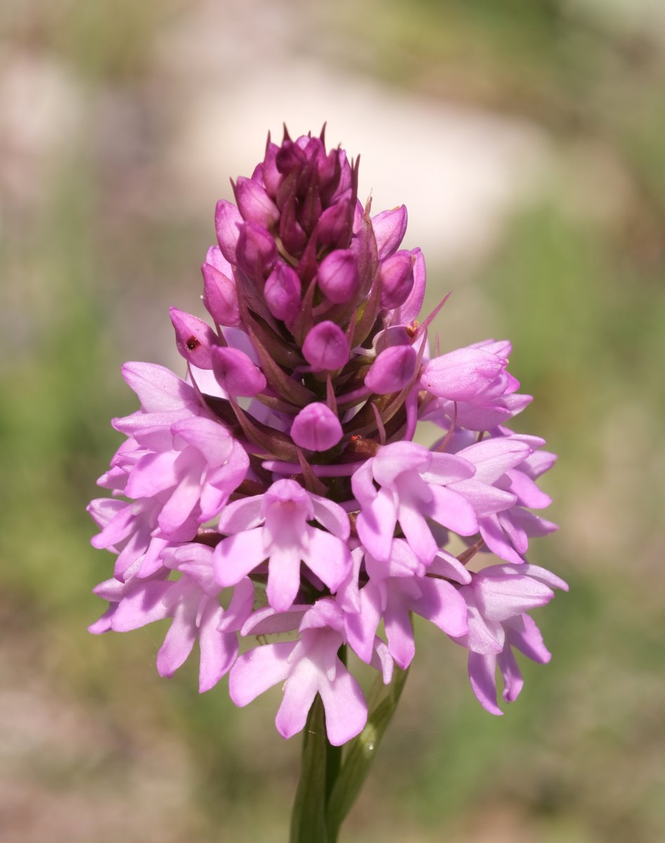 Ultime orchidee per quest''anno - Dalla Grecia con passione